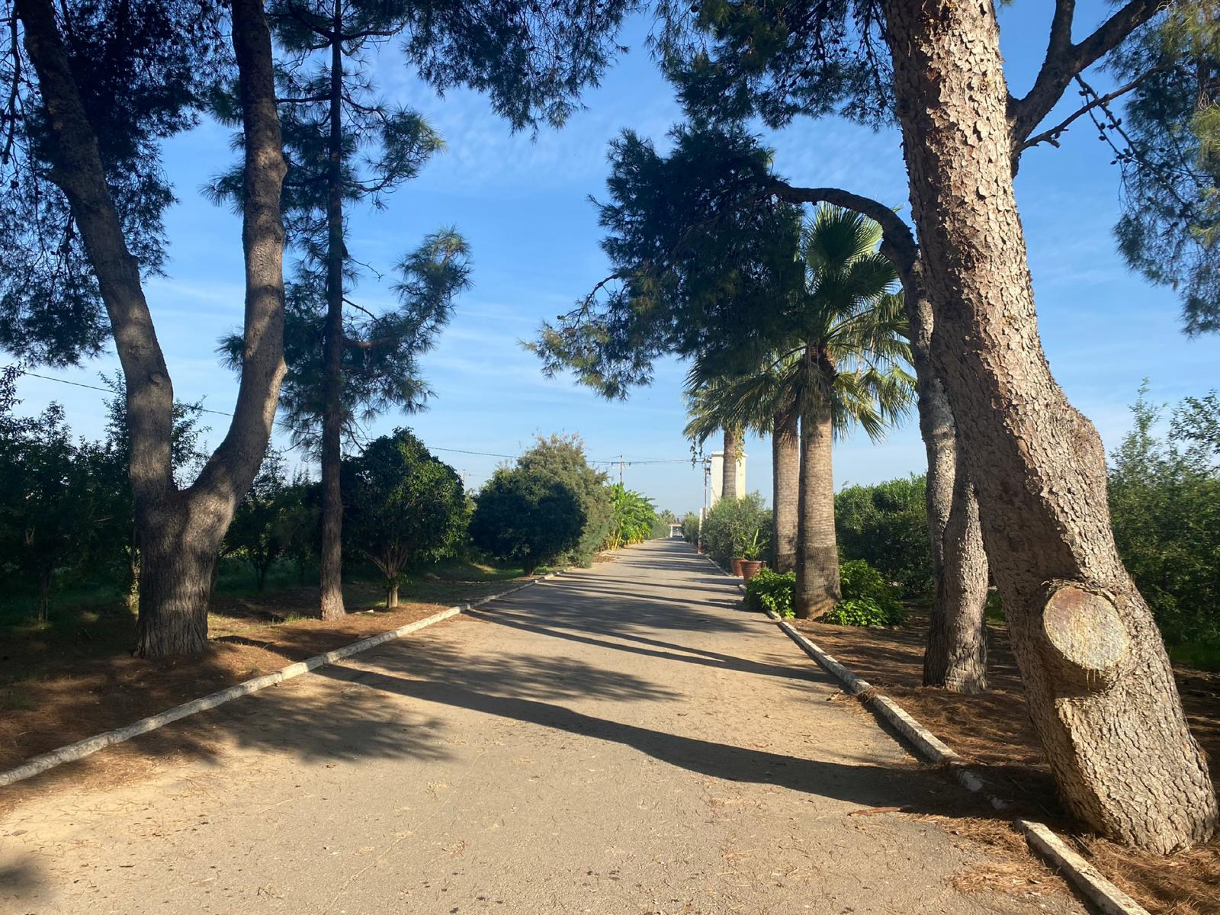 Large Finca In Torre Pacheco