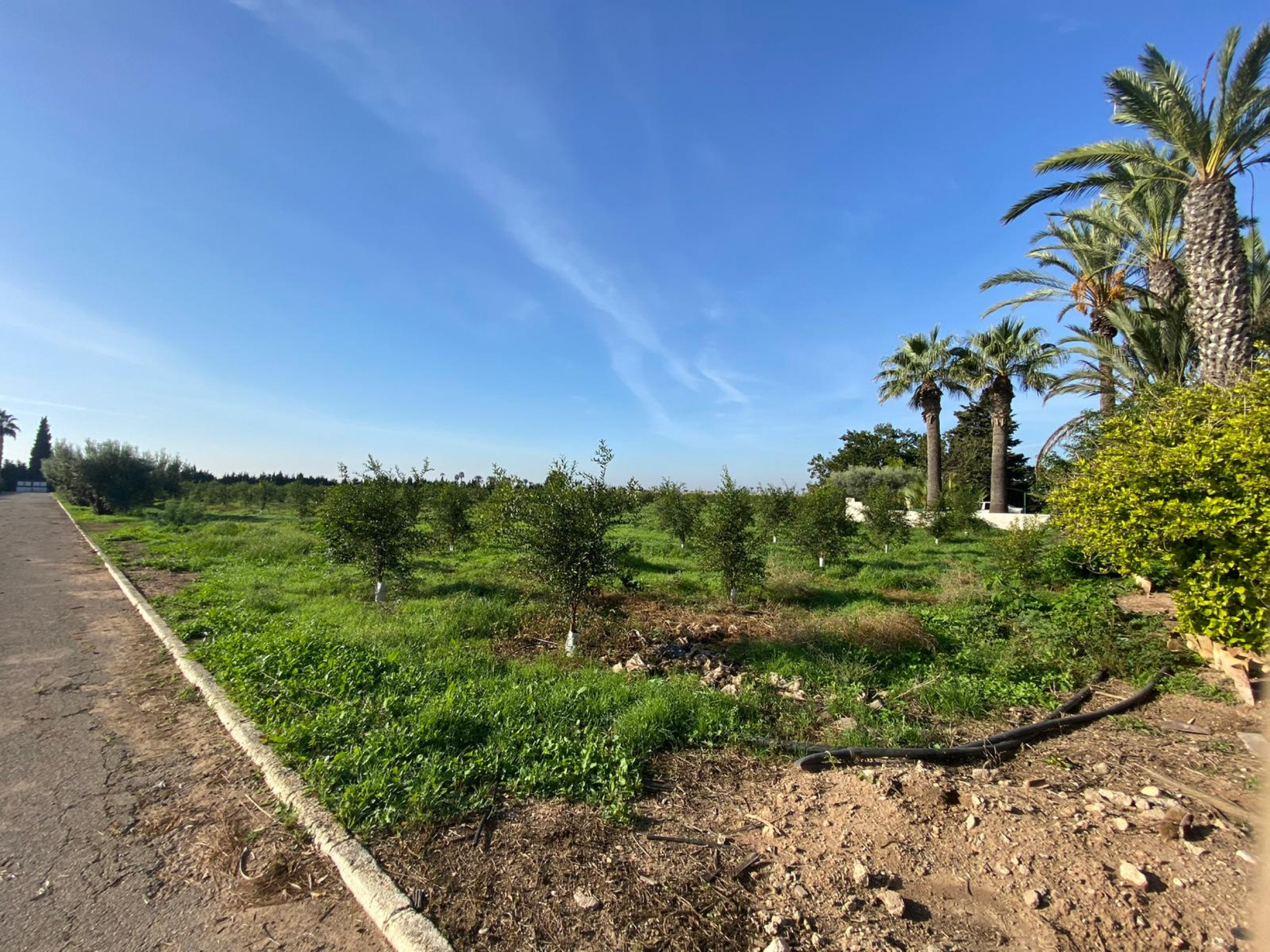 Large Finca In Torre Pacheco